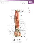Sobotta Atlas of Human Anatomy  Head,Neck,Upper Limb Volume1 2006, page 210